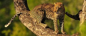Leopard Tanzania