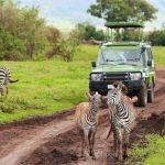 Zebra Privat 4WD Safaris Tanzania
