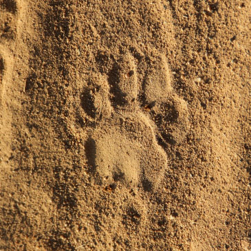 Footprint tracking Lion Safari