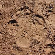 Footprint tracking Rhino Safari