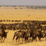 Serengeit Wildebeest