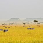 Serengeti spectacular 4WD game-viewing