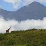 Arusha NP Mount Meru Giraffe
